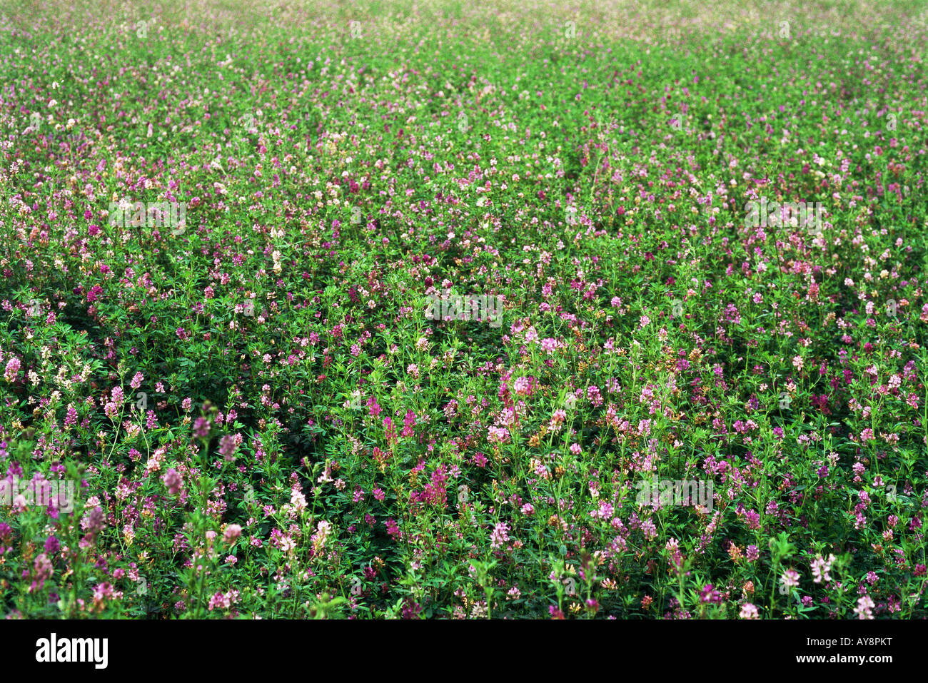 Wildflowers growing in field Stock Photo