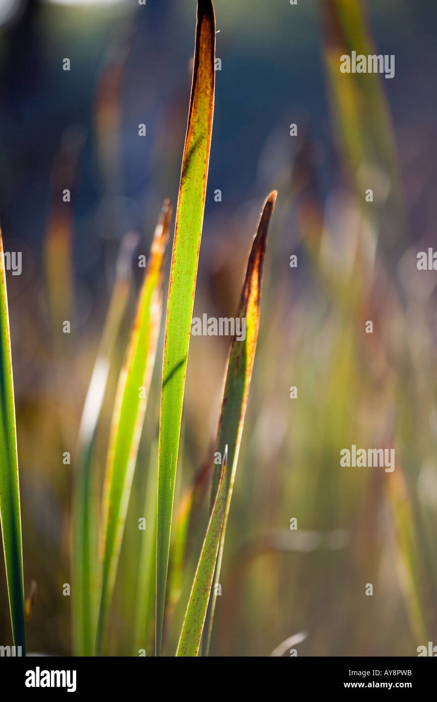 Green rush close up (2 Stock Photo - Alamy