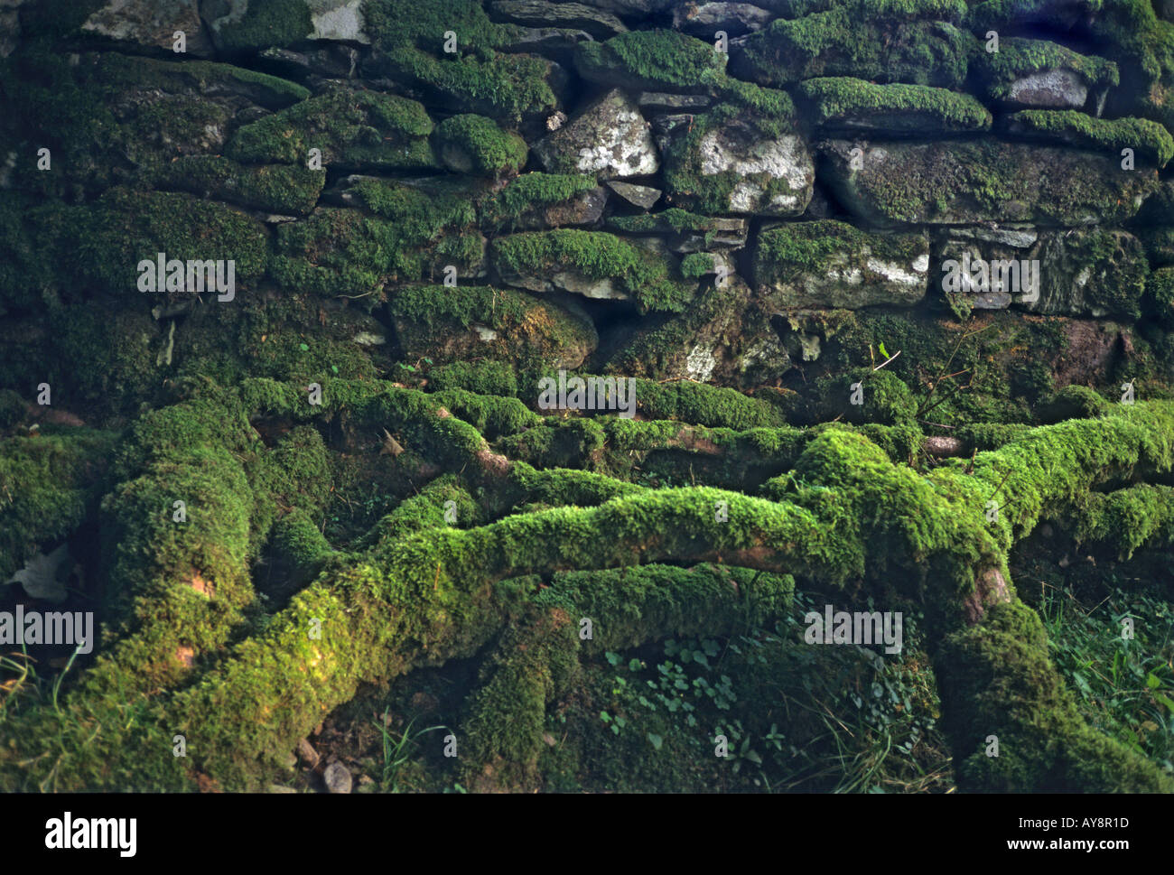 'Mossy wall and 'tree roots', 'Rothay Valley', Ambleside, Cumbria, 'Lake District', England Stock Photo