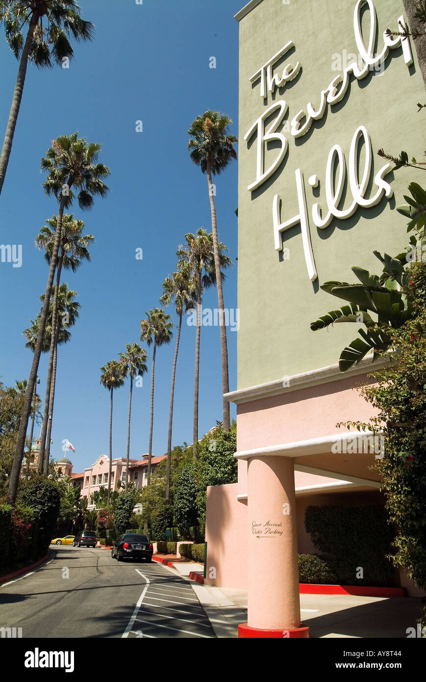 Palm Trees California palm tree s CA Fan Palm, native California palm