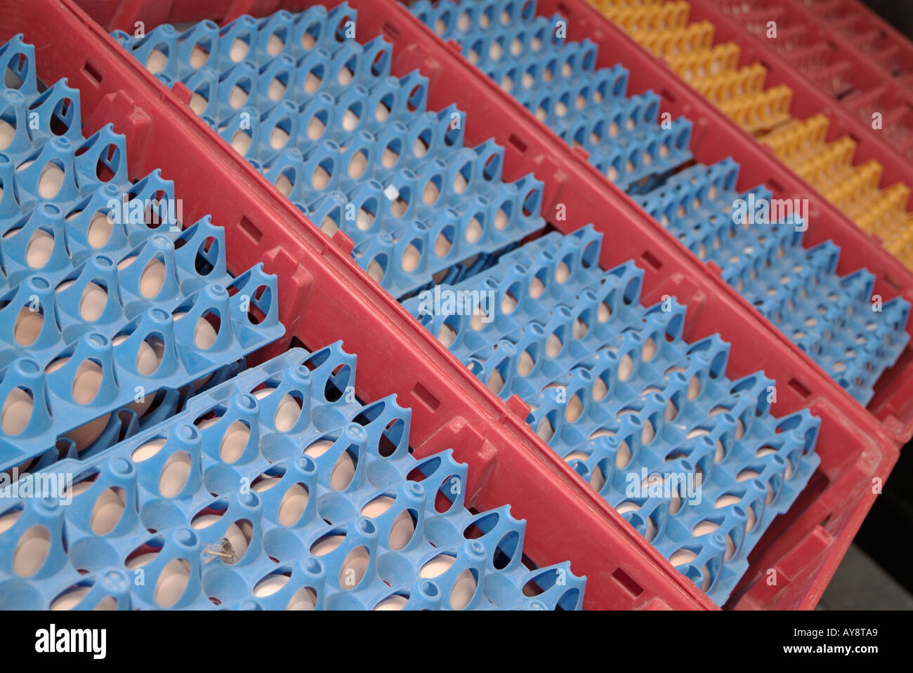 Crates of Eggs Waiting to be Cleaned and Prepared on Trays to go into an Incubator on a Commercial Poultry Farm Stock Photo