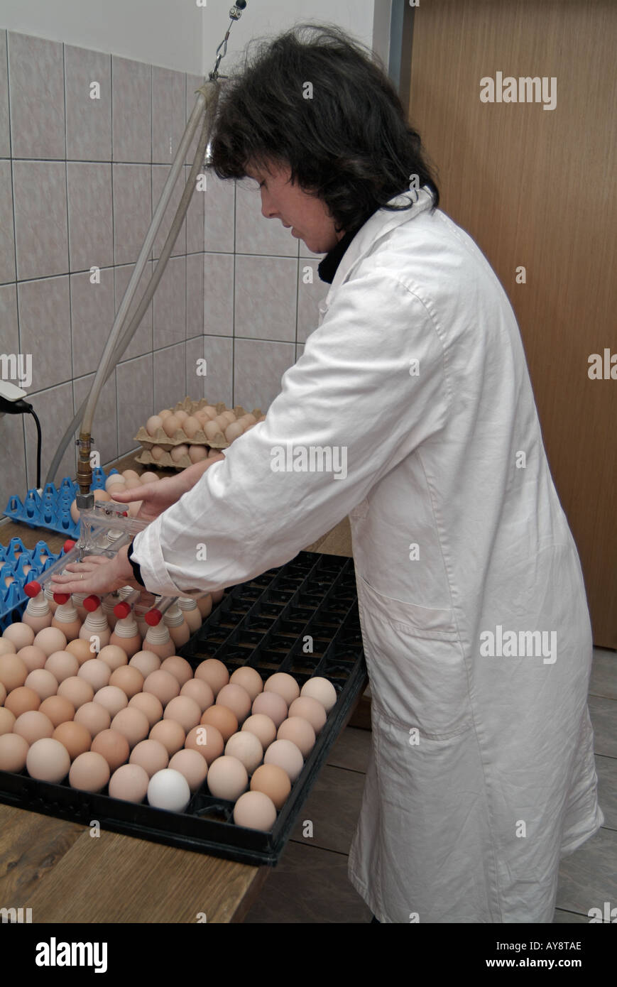 Woman Putting Eggs Onto A Tray Ready To Go Into An Incubator In The Hatchery Of An Industrial Chicken Farm Stock Photo Alamy