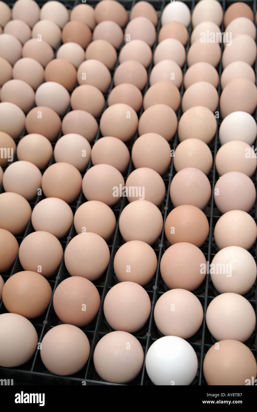 Chicken Eggs Incubation Stock Photos Chicken Eggs Incubation Stock