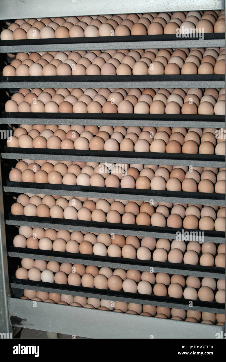 Inside of an Egg Incubator in the Hatchery of a Commercial Poultry Farm Stock Photo