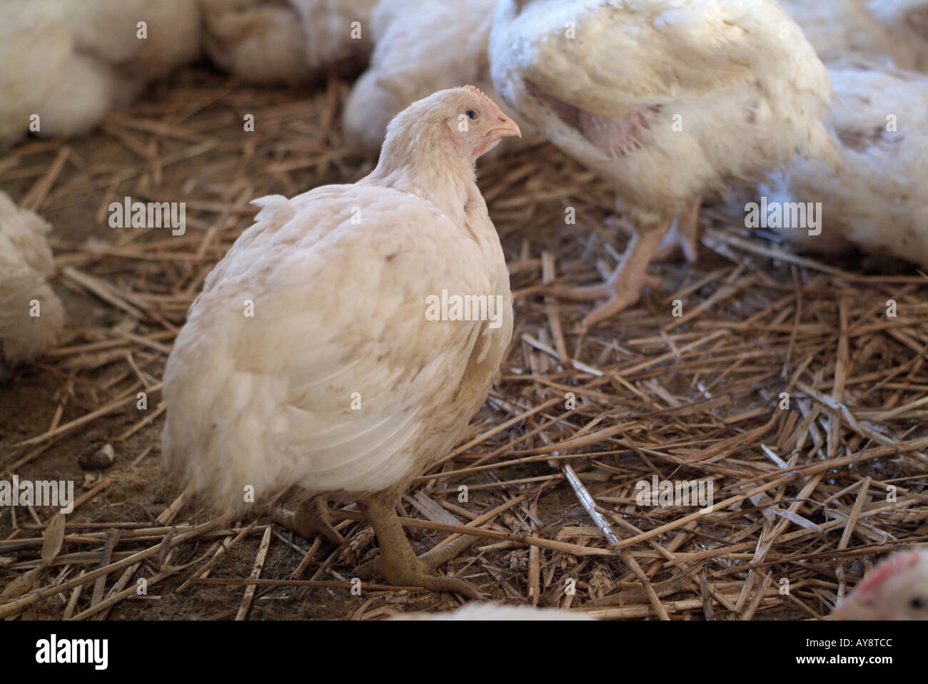 American Cobb Chicken on a Commercial Poultry Farm Stock Photo