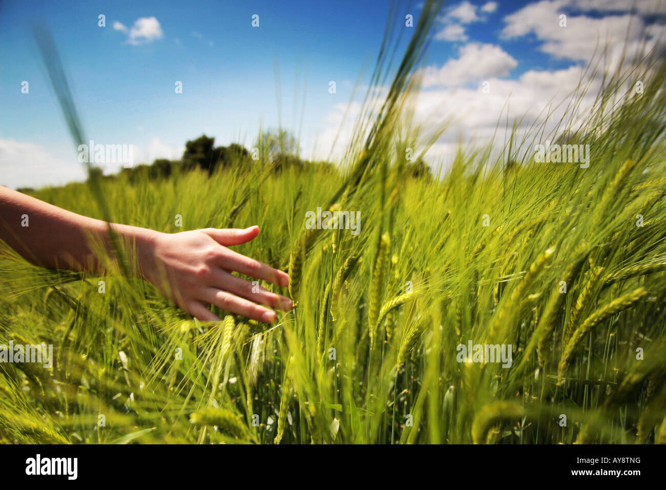 hand touching crop Stock Photo