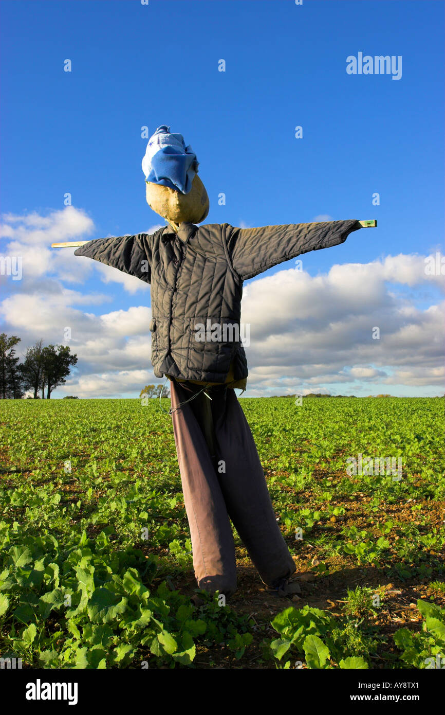 Scarecrow. Stock Photo