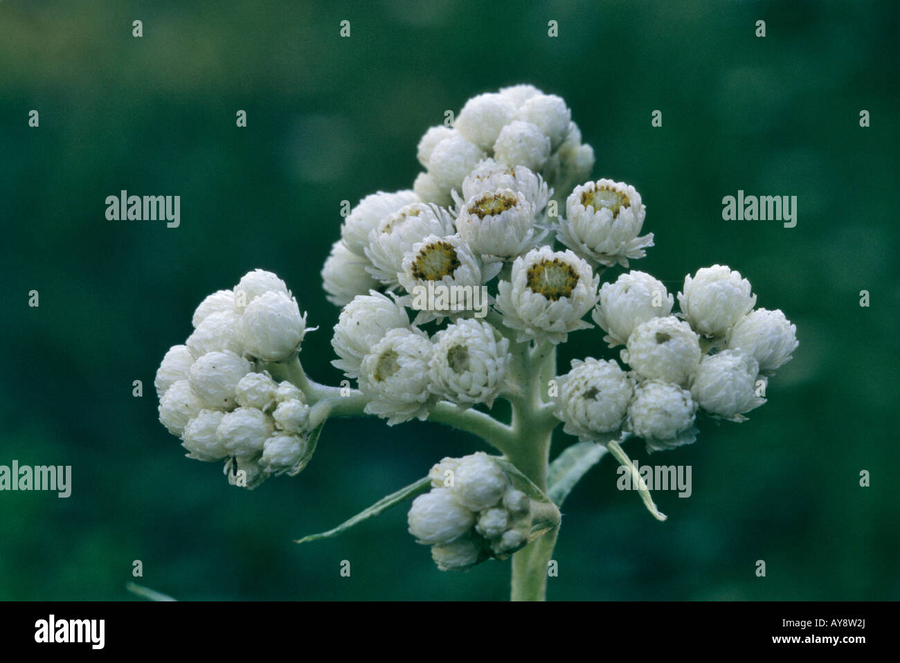 Western Pearly Everlasting Stock Photo