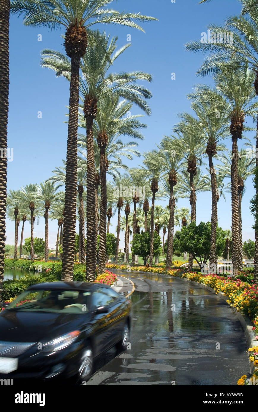 The Palm Springs Lined Tank main image 1