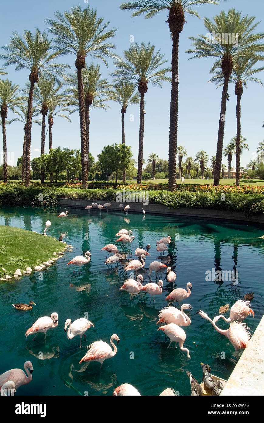 Palm Springs California CA Desert Springs JW Marriott Resort & Spa in Palm Desert, Flamingo's standing in water in a pond,  nex Stock Photo