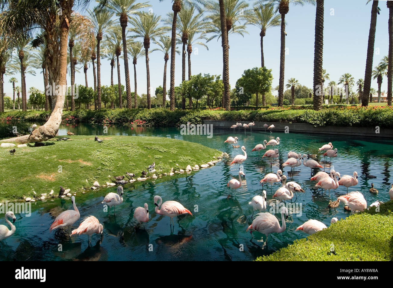 Palm Springs California CA Desert Springs JW Marriott Resort & Spa, Palm Desert,  palm trees, desert Sunny  golf, Pink Flamingos Stock Photo