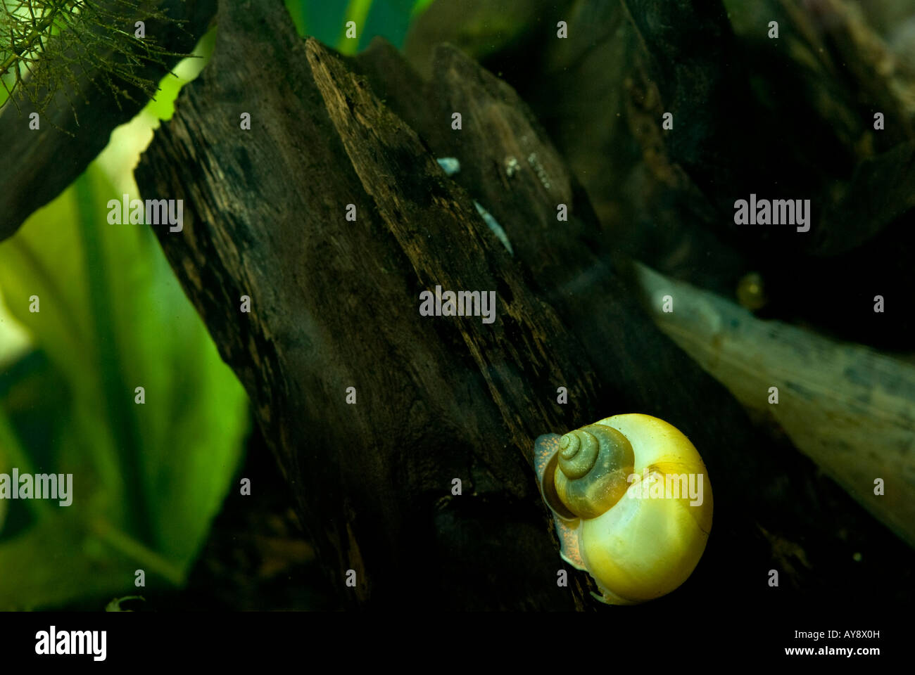 Molluscan class gastropoda hires stock photography and images Alamy