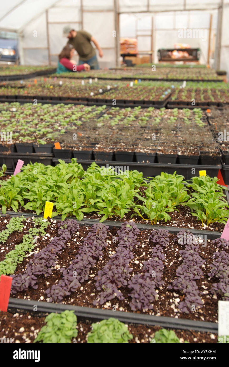 USA, Sperryville, Virginia, VA, greenhouse organic farming Stock Photo
