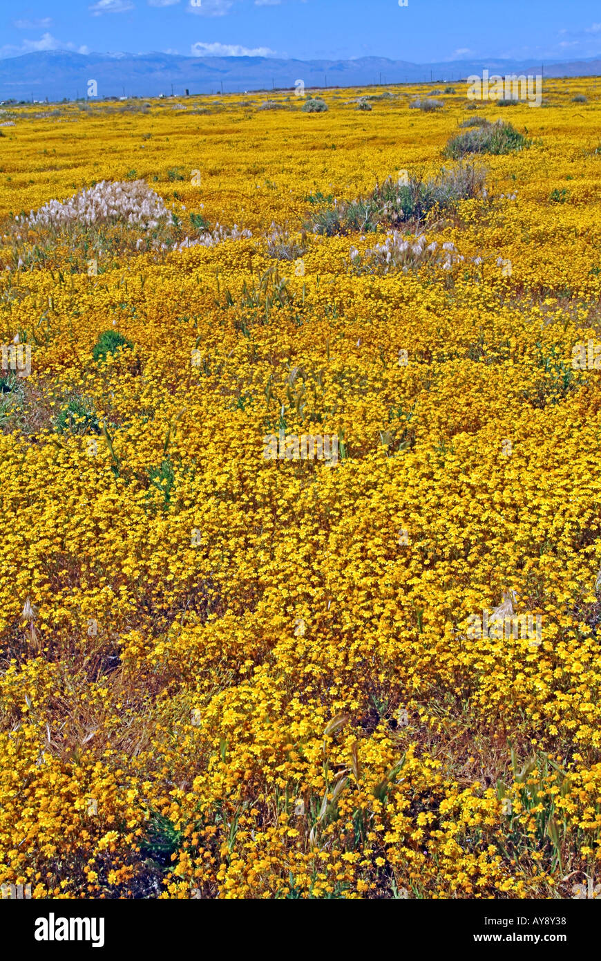 Field of Wildflowers in bloom in sunny southern California Antelope Valley in and around Poppy Reserve Mojave Desert Stock Photo