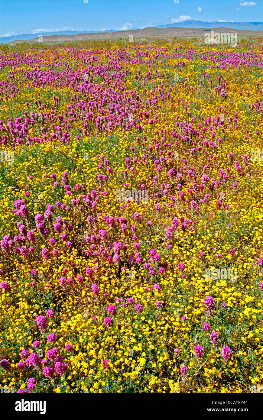Field of Wildflowers in bloom in sunny southern California Antelope Valley in and around Poppy Reserve Mojave Desert Stock Photo