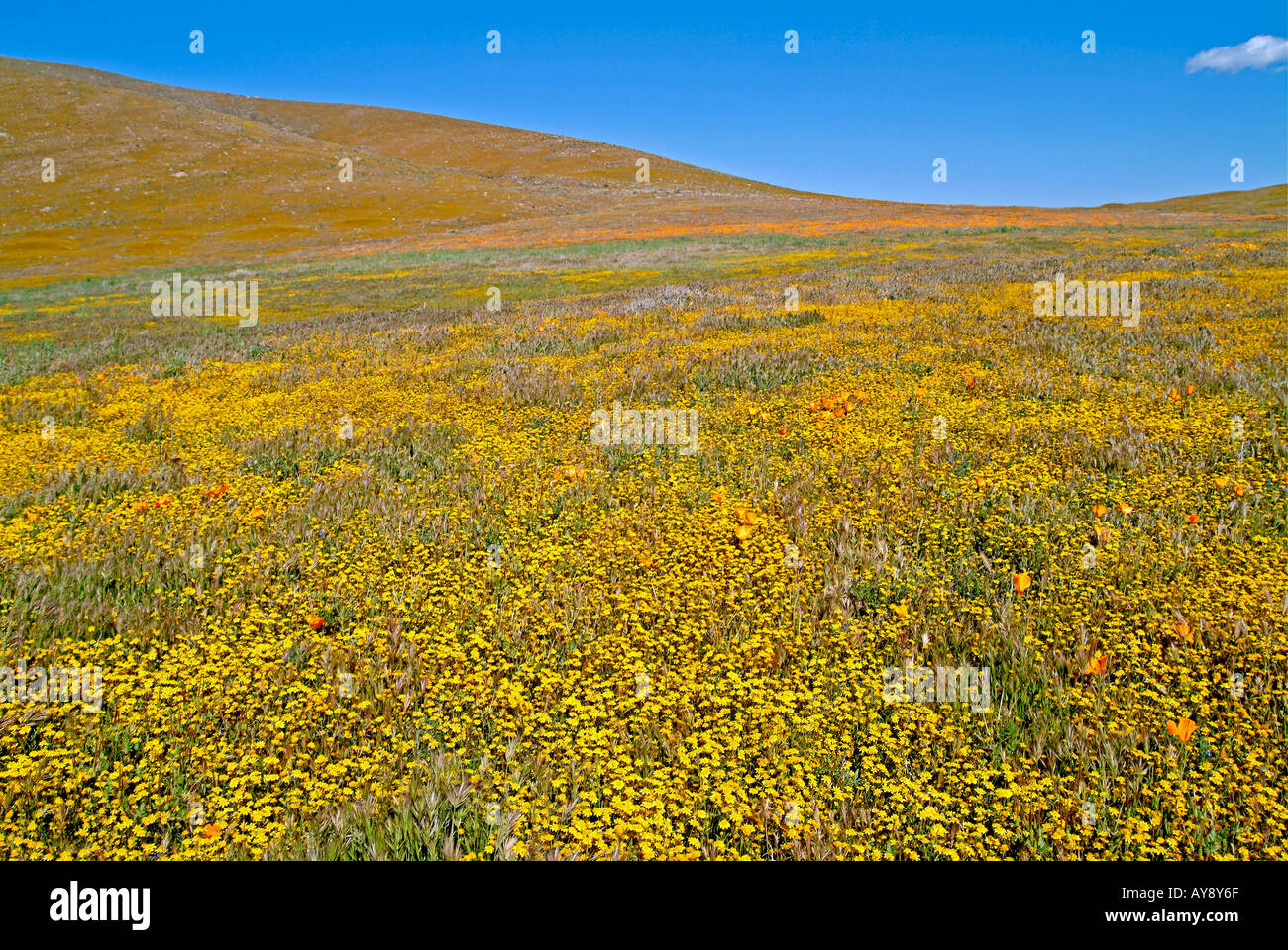 Field of Wildflowers in bloom in sunny southern California Antelope Valley Poppy Reserve Mohave Desert Stock Photo
