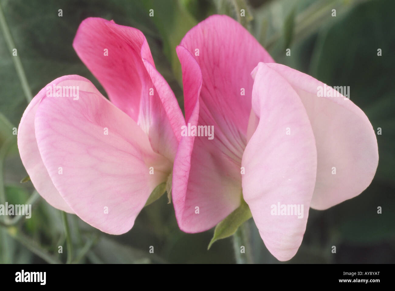 Lathyrus odoratus 'Pink Cupid' AGM (Dwarf sweet pea) Stock Photo