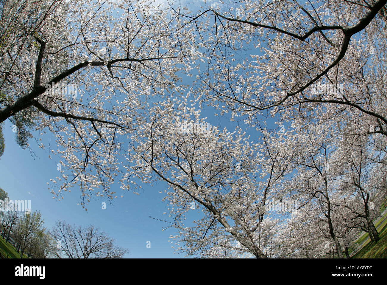 Cherry blossom on tree, Washington DC, USA Stock Photo Alamy