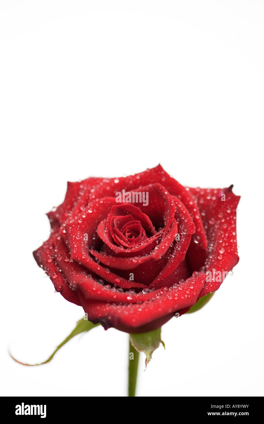Single Red Rose Covered In Water Drops On White Stock Photo
