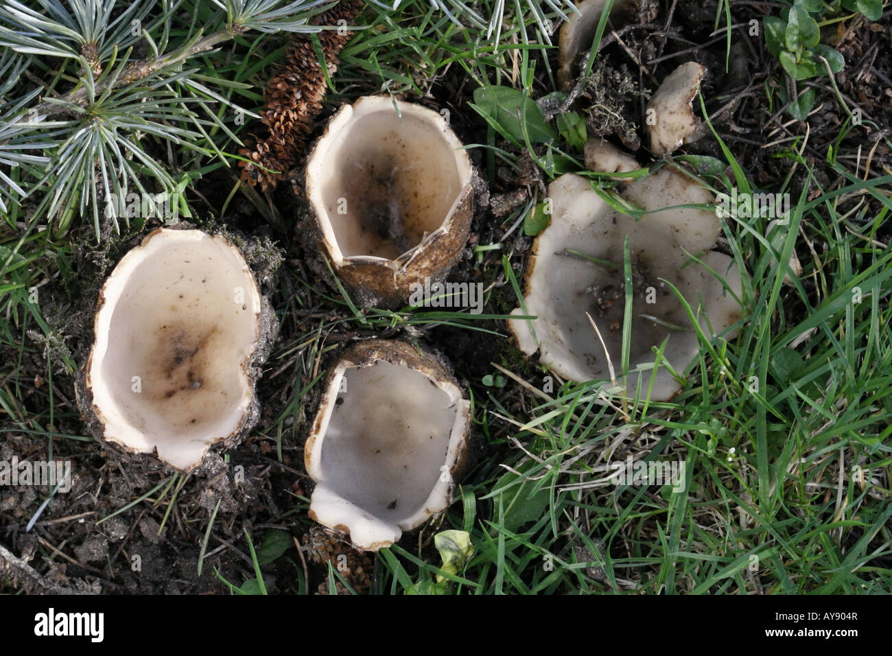 Group of Cedar Cups, geopora sumneriana, photographed in a churchyard in Spring Stock Photo