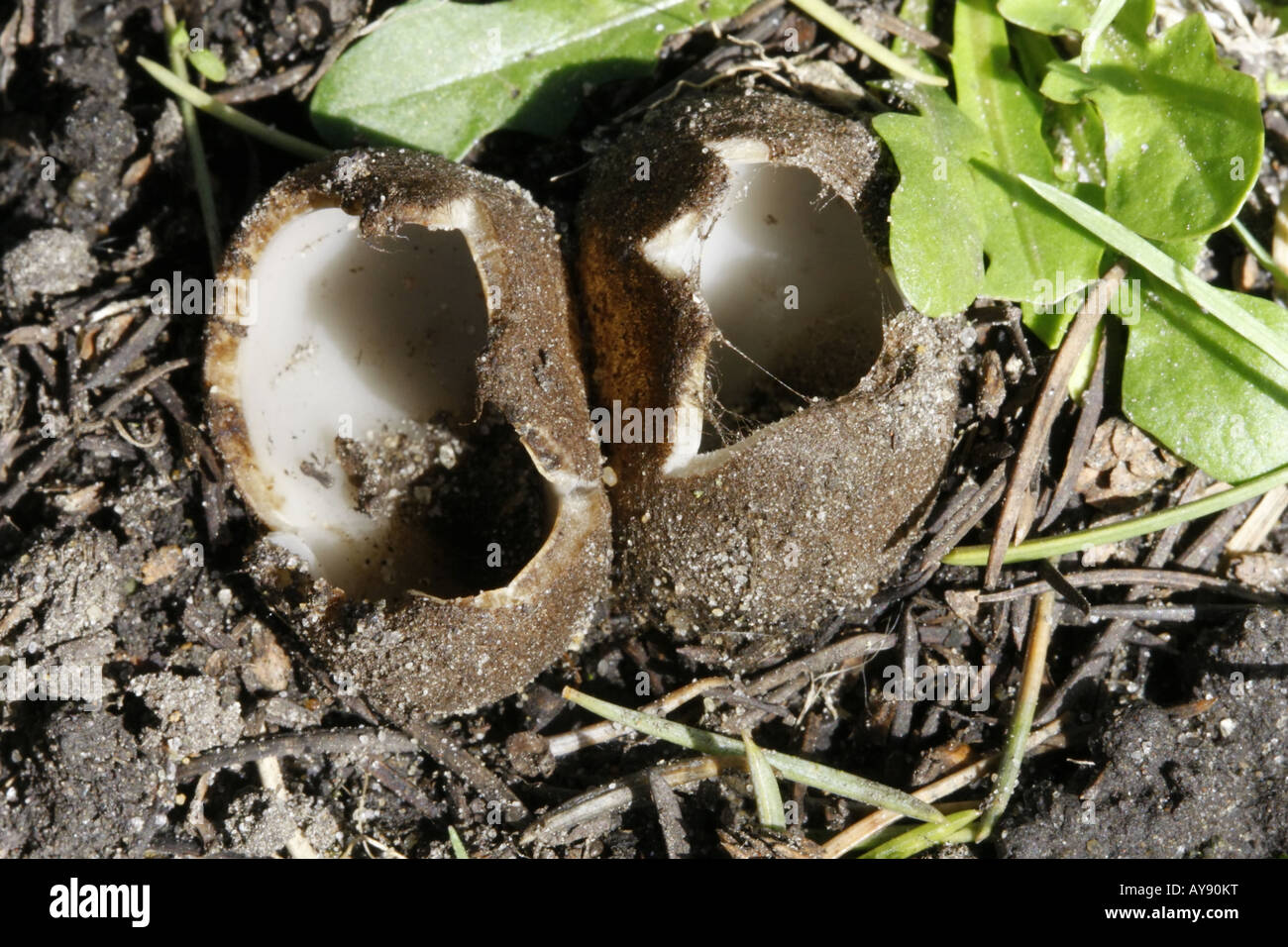 Pair of Cedar Cup fungi geopora sumneriana at an early stage of fruiting Stock Photo