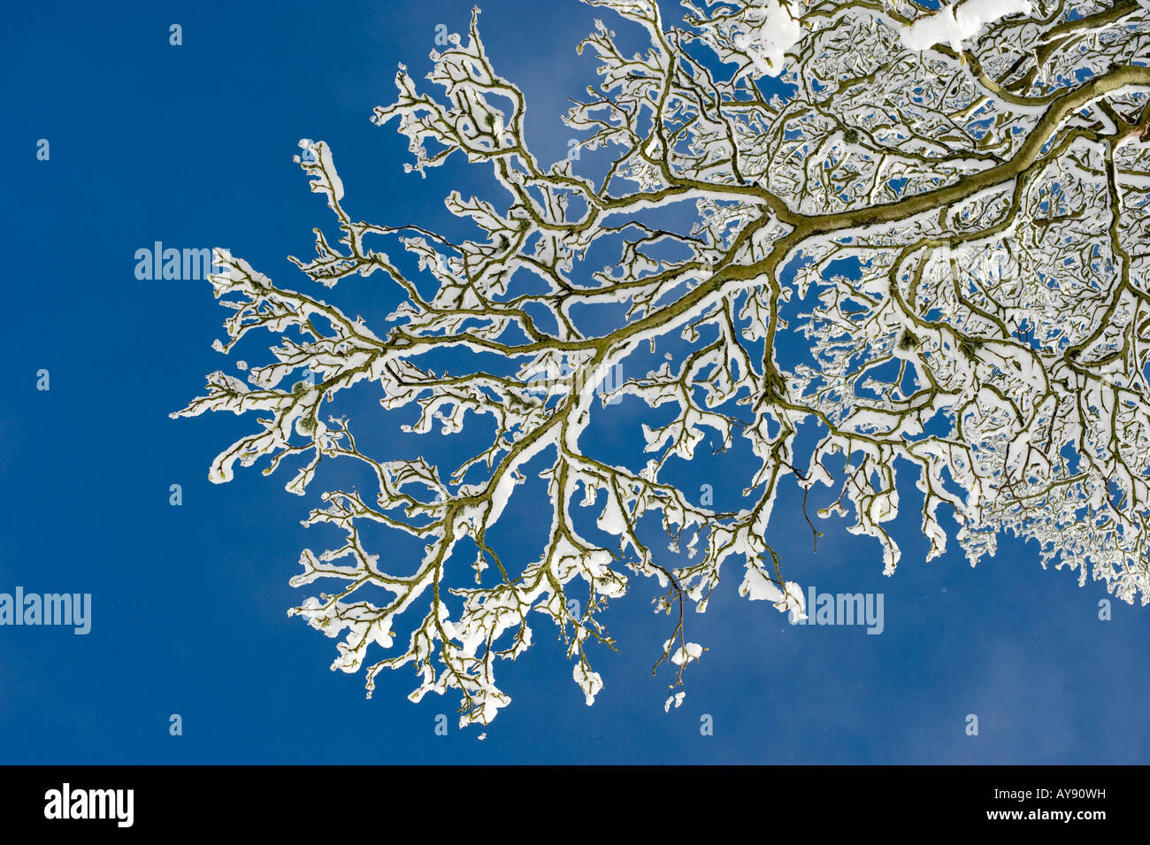 Acer pseudoplatanus. Sycamore tree branches and buds covered in snow against a blue sky. UK Stock Photo