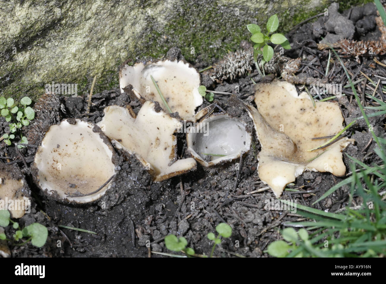 Group of Cedar Cup fungi, geopora sumneriana, growing alongside gravestone Stock Photo