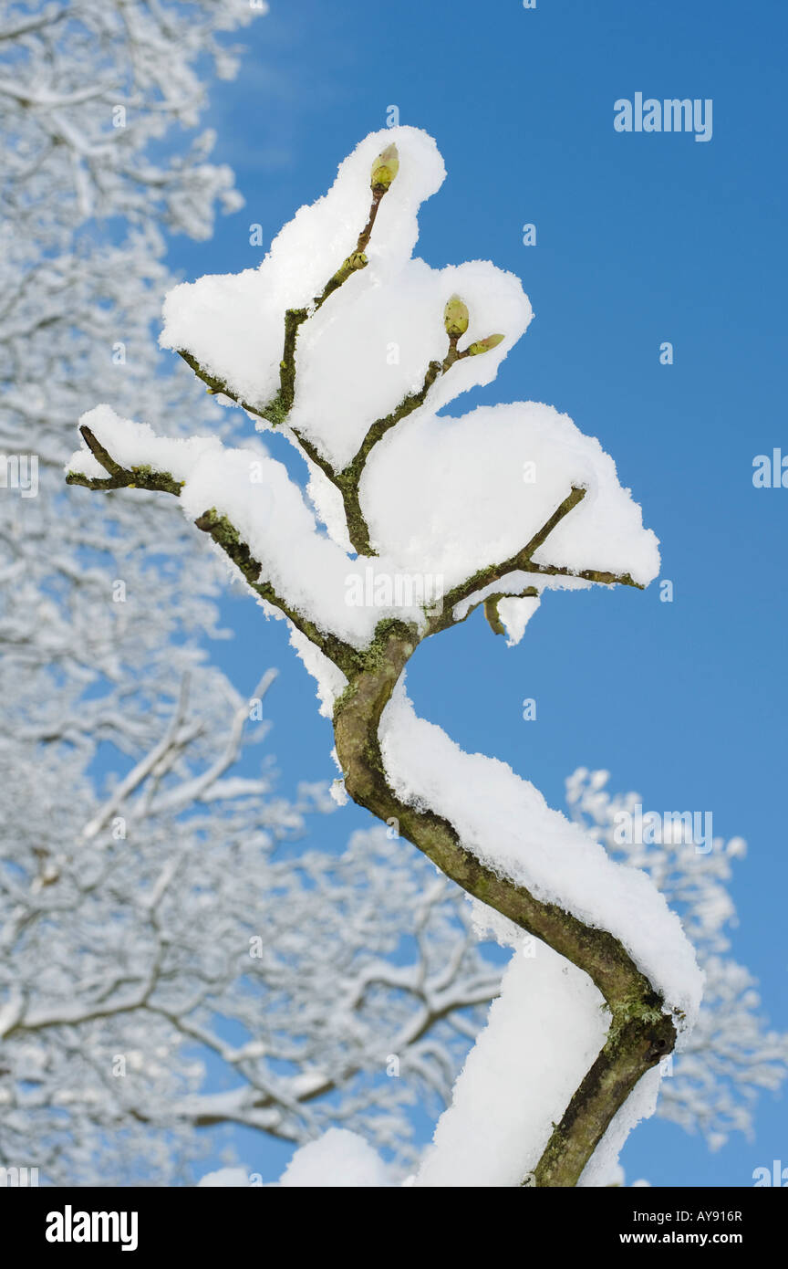 Acer pseudoplatanus. Sycamore tree branches and buds covered in snow against a blue sky. UK Stock Photo