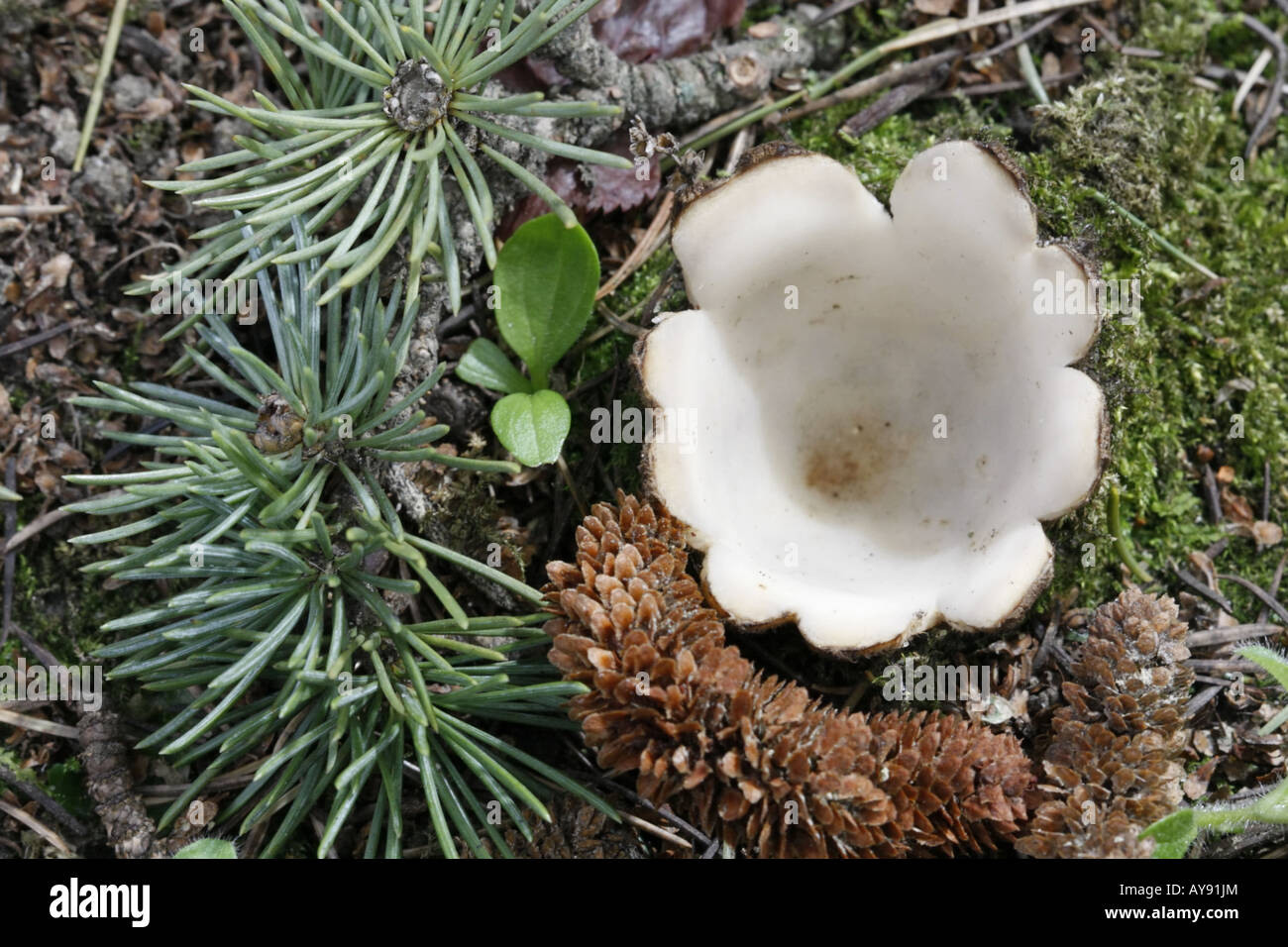 Cedar cup fungi, geopora sumneriana, with twig and male flower from the cedar tree it is growing under. Stock Photo