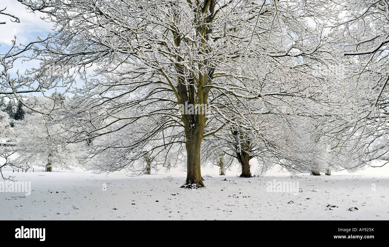 Snow covered trees in the oxfordshire countryside. UK Stock Photo