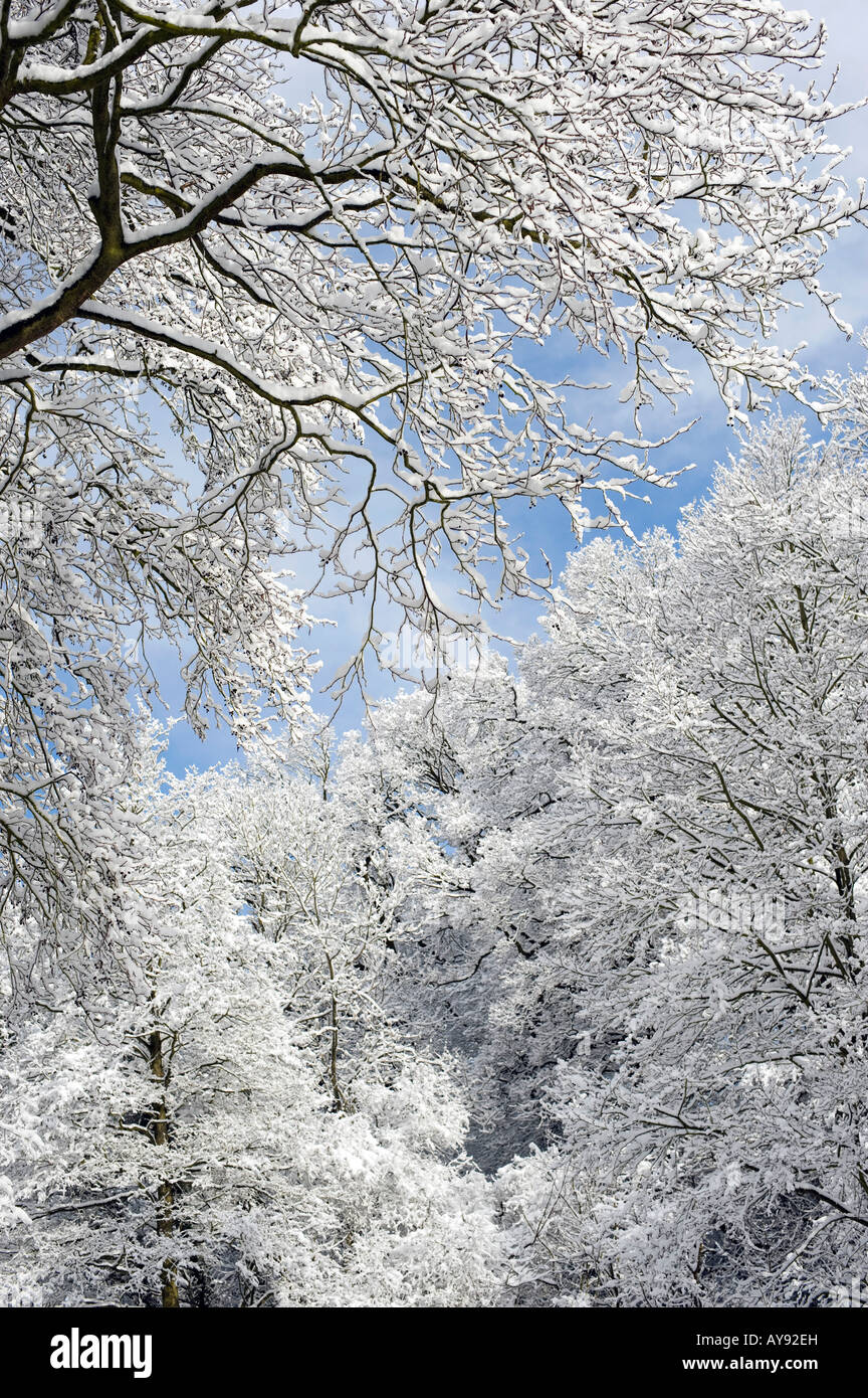 Tree branches covered in snow in the Oxfordshire countryside. UK Stock Photo