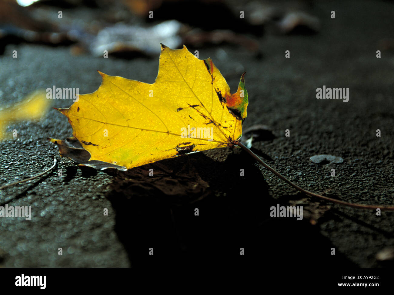 autumn coloured/colored tree leaf lying on the ground Stock Photo - Alamy