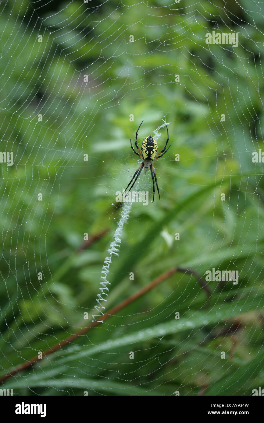 Orb-weaver spider, Argiope aurantia, female in web with stabilimentum Stock Photo