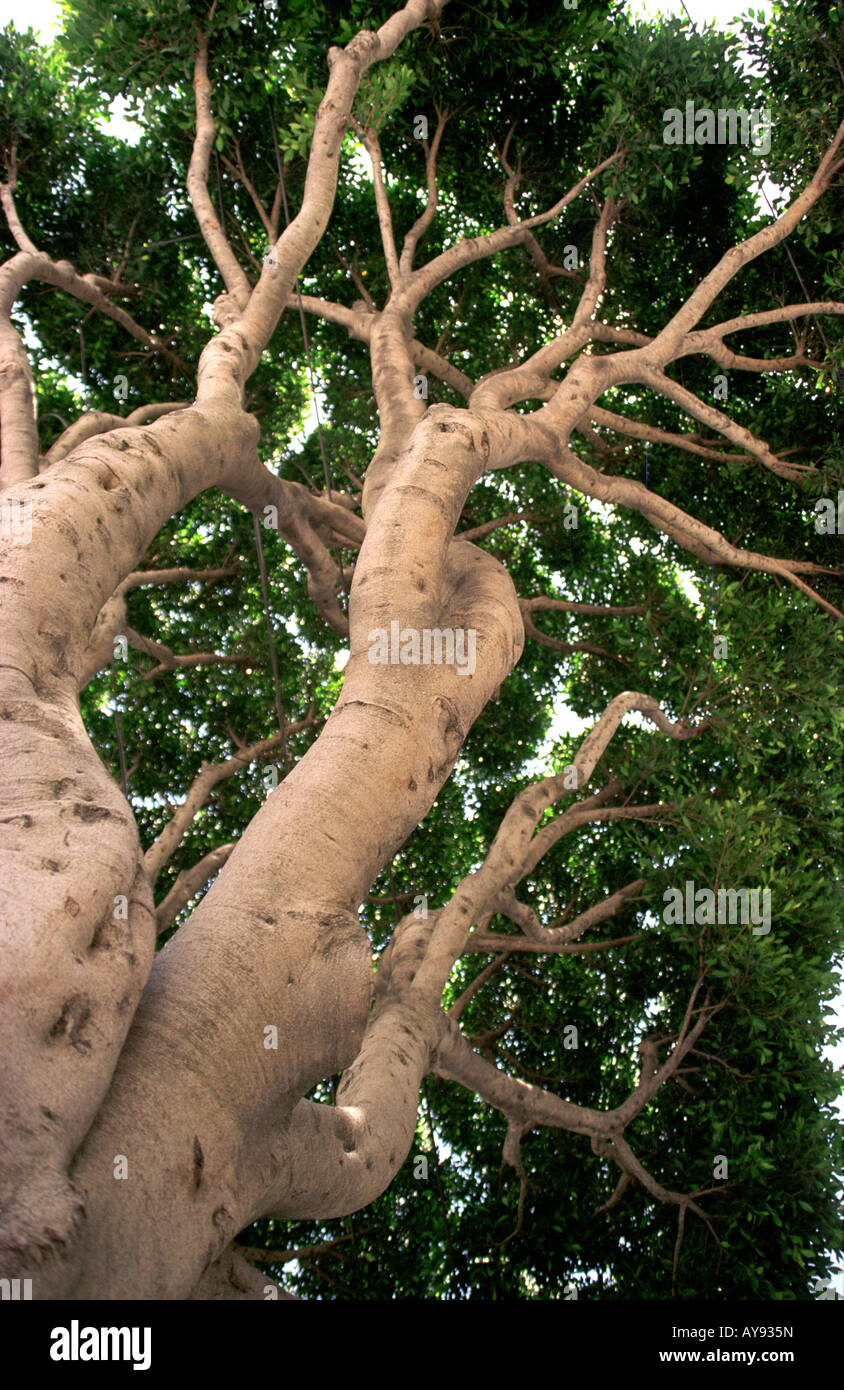 Looking up at a tree in San Francisco. Stock Photo