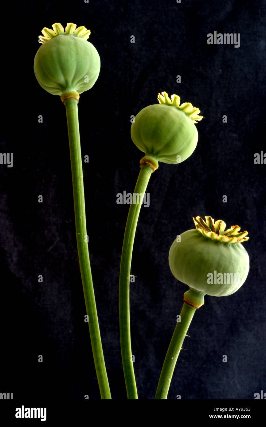 Three opium poppy buds Stock Photo - Alamy