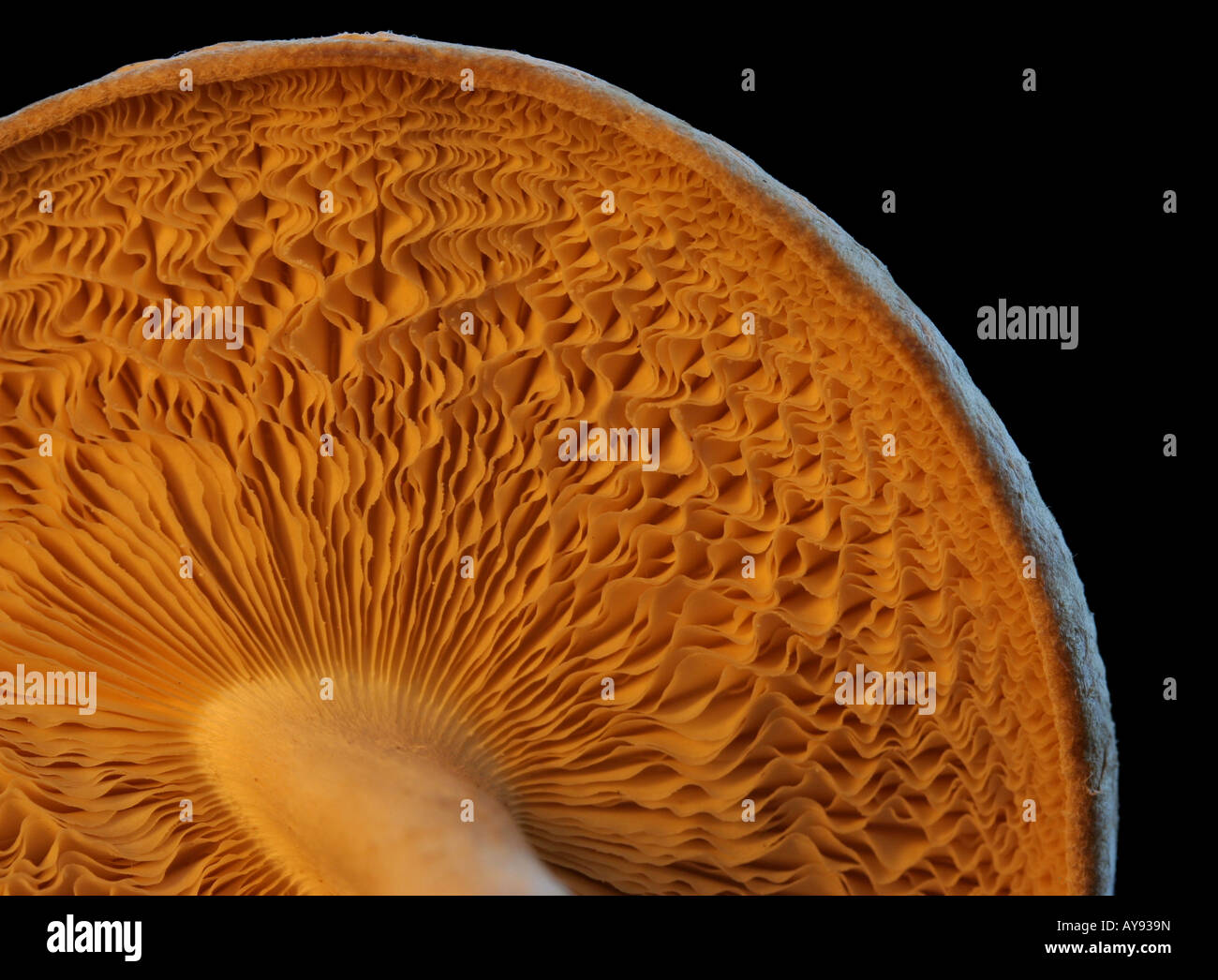 Gills hires stock photography and images Alamy