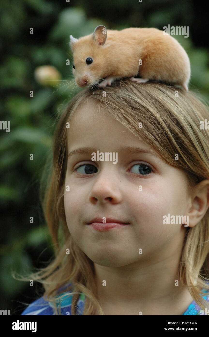 Syrian Gold Hamster on childs head Stock Photo Alamy