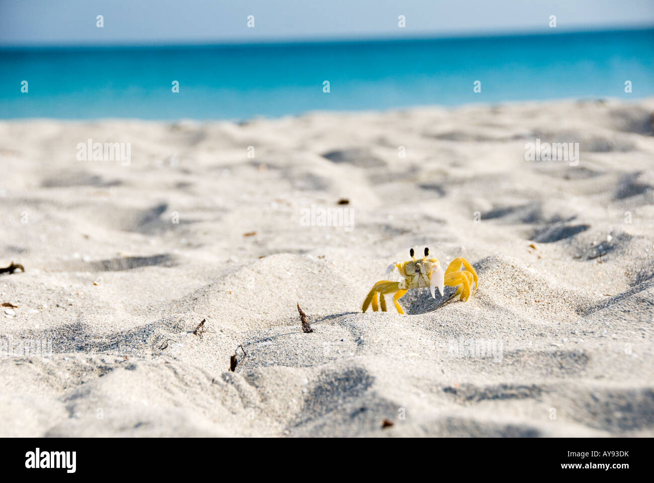 sand crab Stock Photo