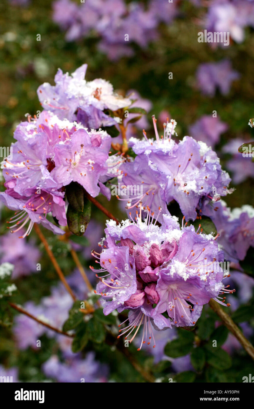 APRIL SNOW ON RHODODENDRON RUSSATUM Stock Photo Alamy