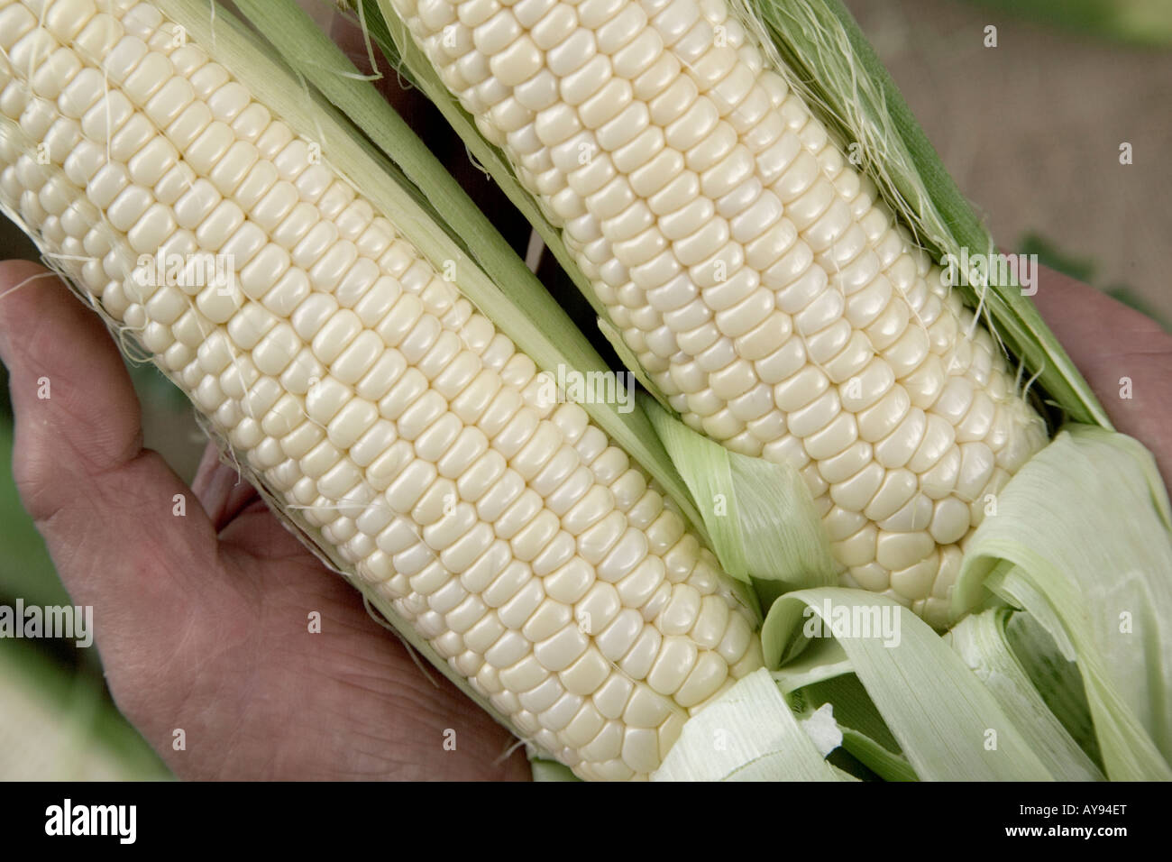 Hand displaying ears of white corn. Stock Photo