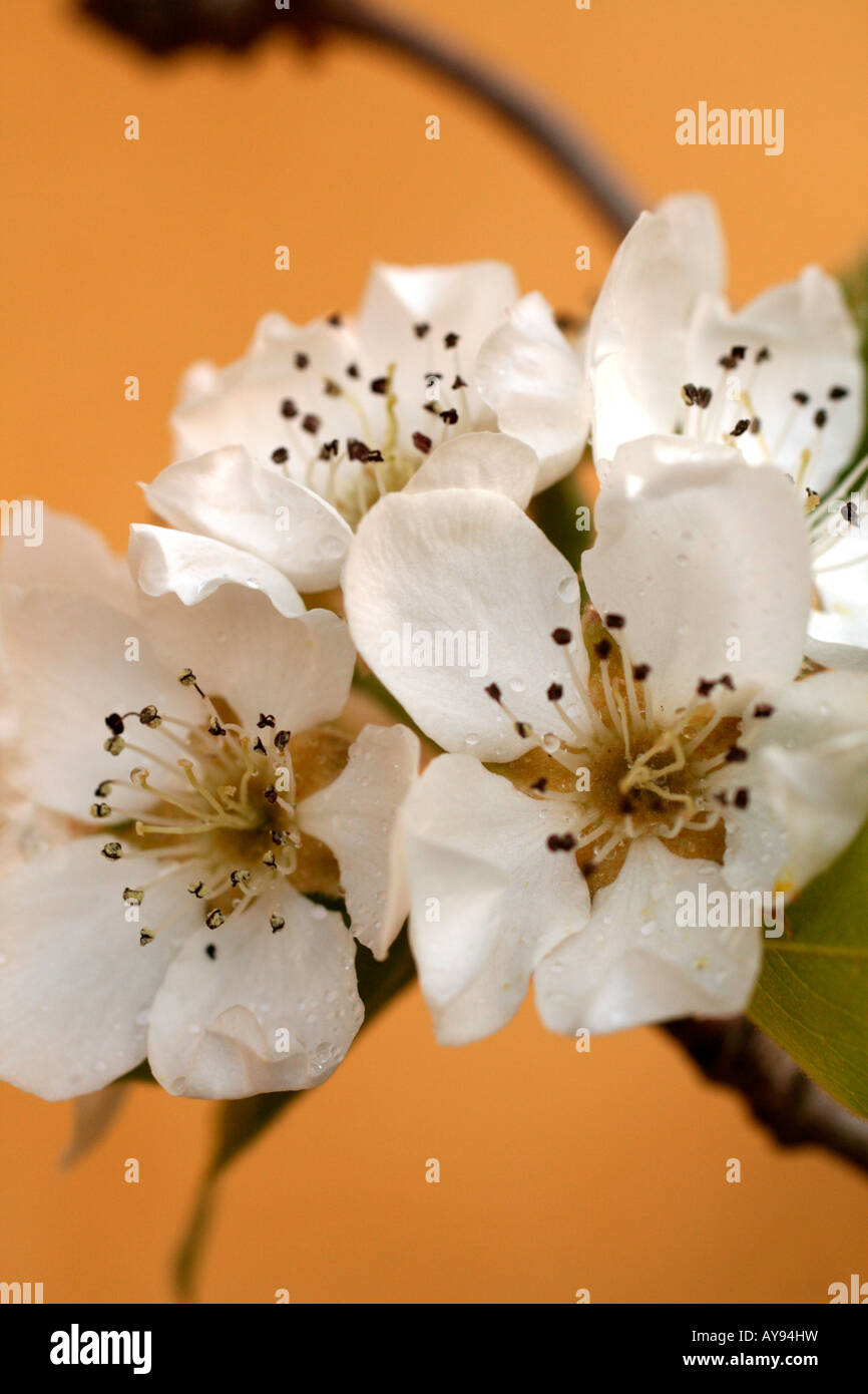 PYRUS COMMUNIS CONCORDE AGM PEAR BLOSSOM EARLY APRIL Stock Photo