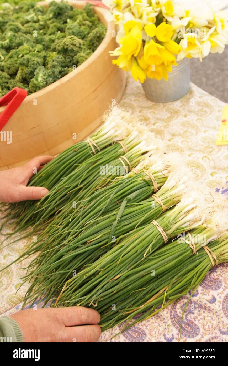 Spring Onions on sale at a farmers market at Dupont Circle, Washington, DC Stock Photo