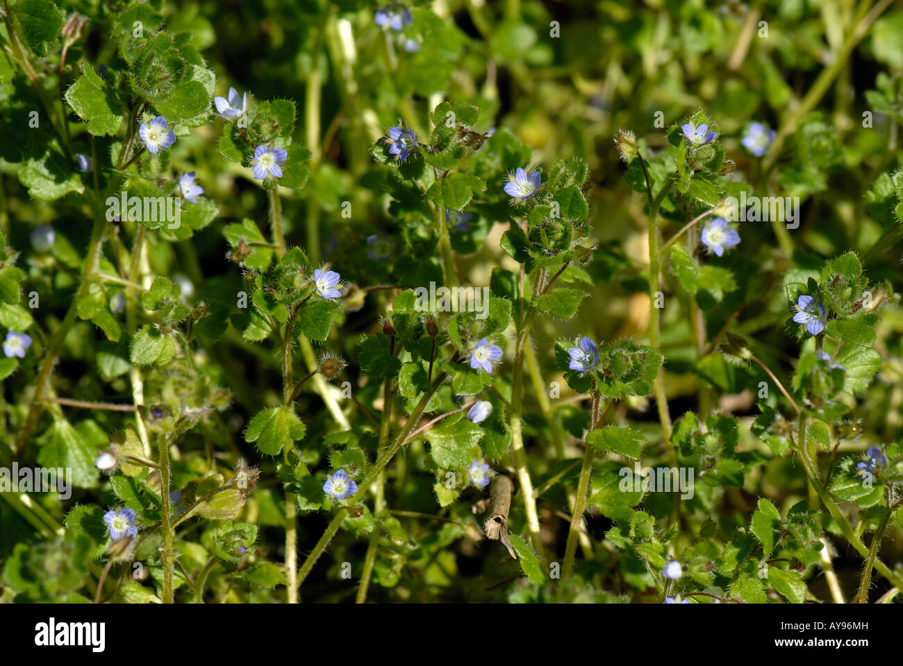 Blue ivy leaved speedwell Veronica hederifolia ssp hederifolia flowering plant Stock Photo