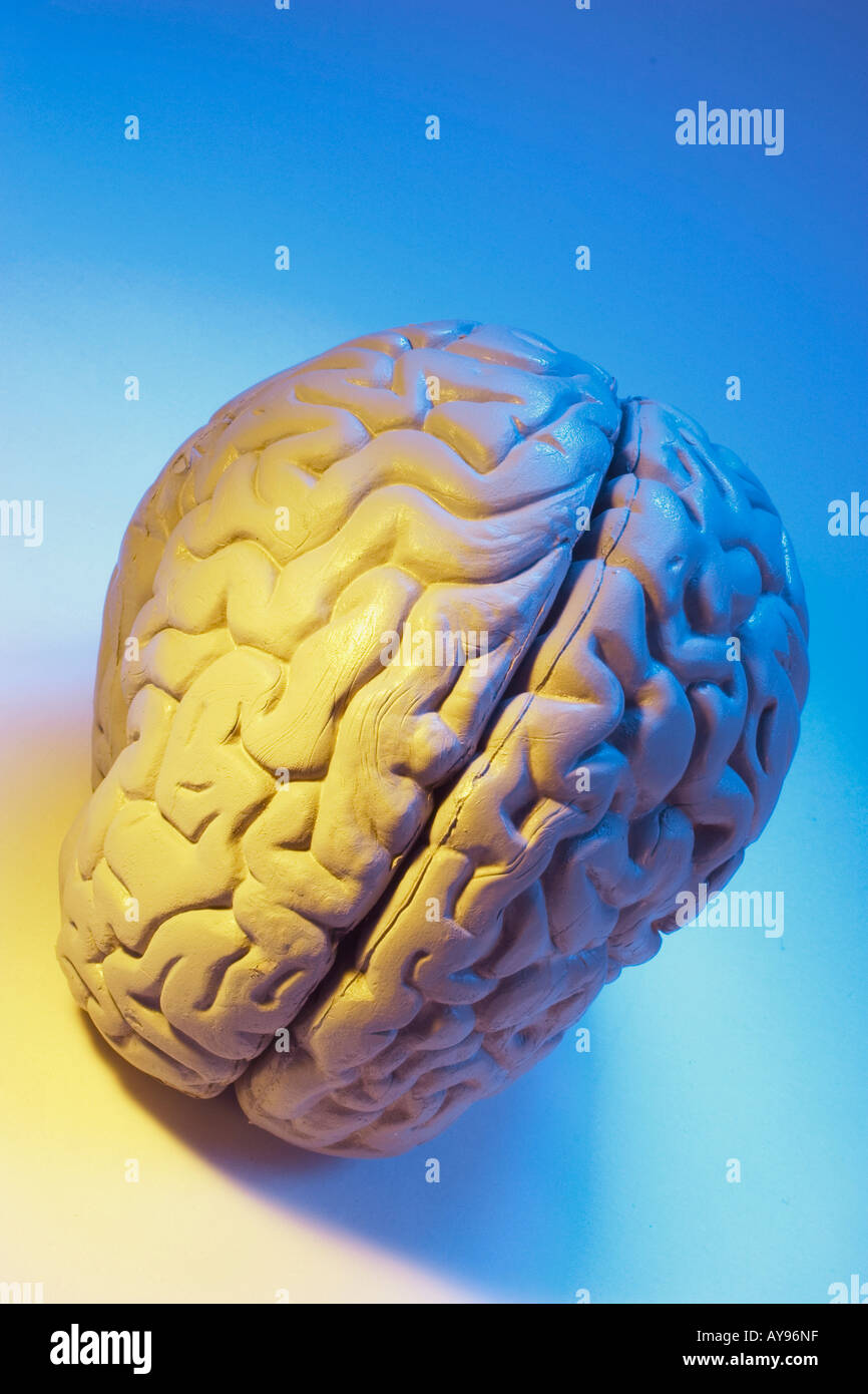 Anatomy Specimen of Human Brain Stock Photo Alamy