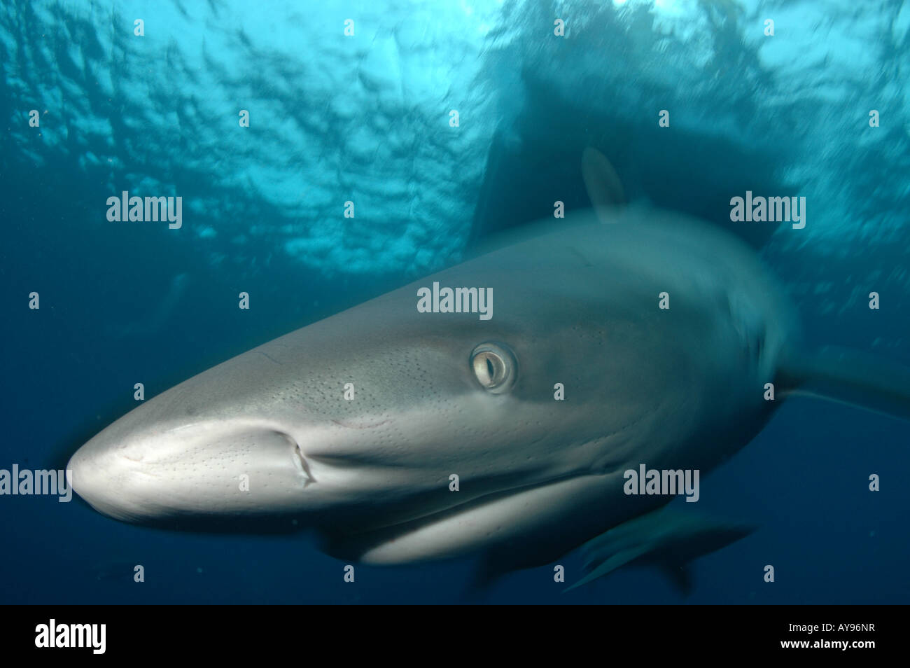 CLOSE UP OF SHARK'S NOSE UNDERWATER Stock Photo - Alamy