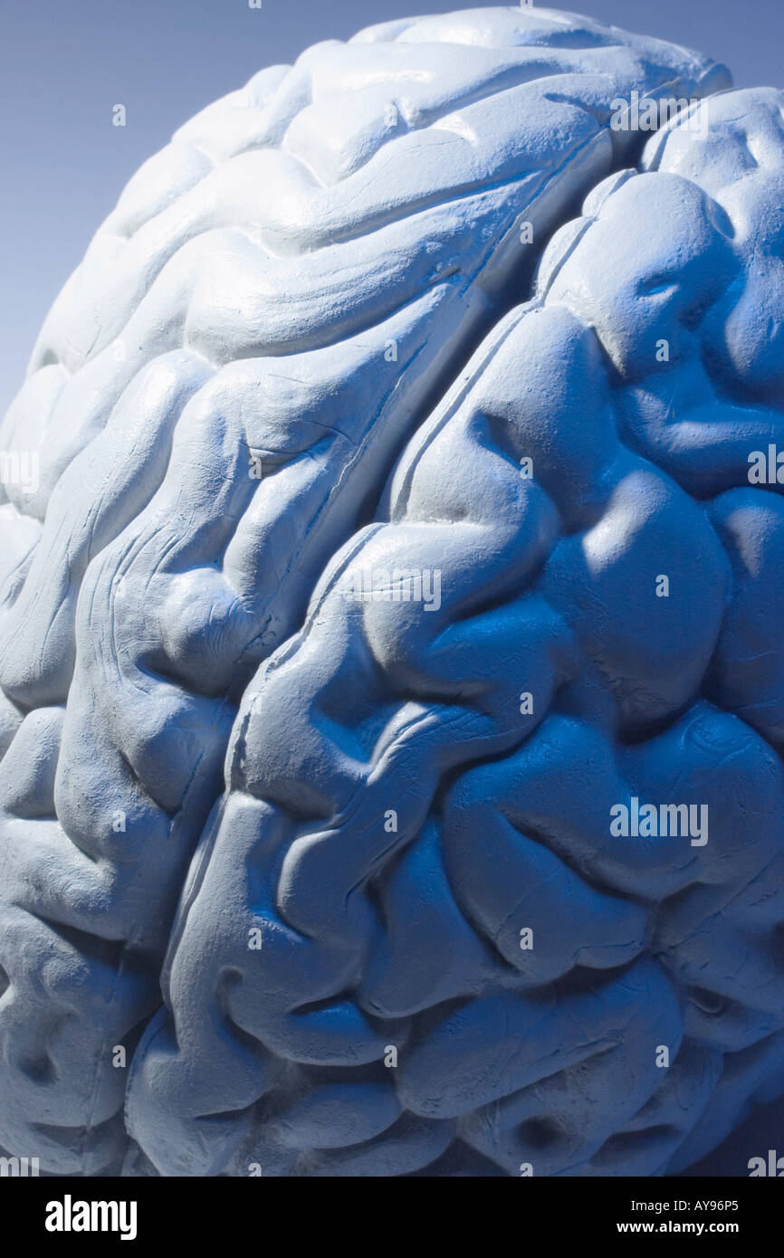 Anatomy Specimen of Human Brain Stock Photo