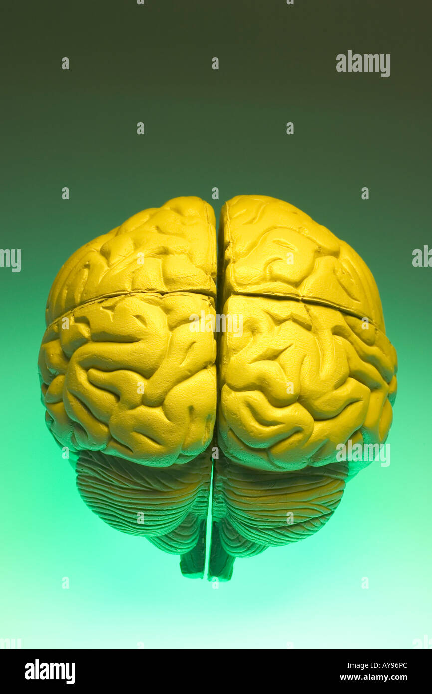 Anatomy Specimen of Human Brain Stock Photo Alamy