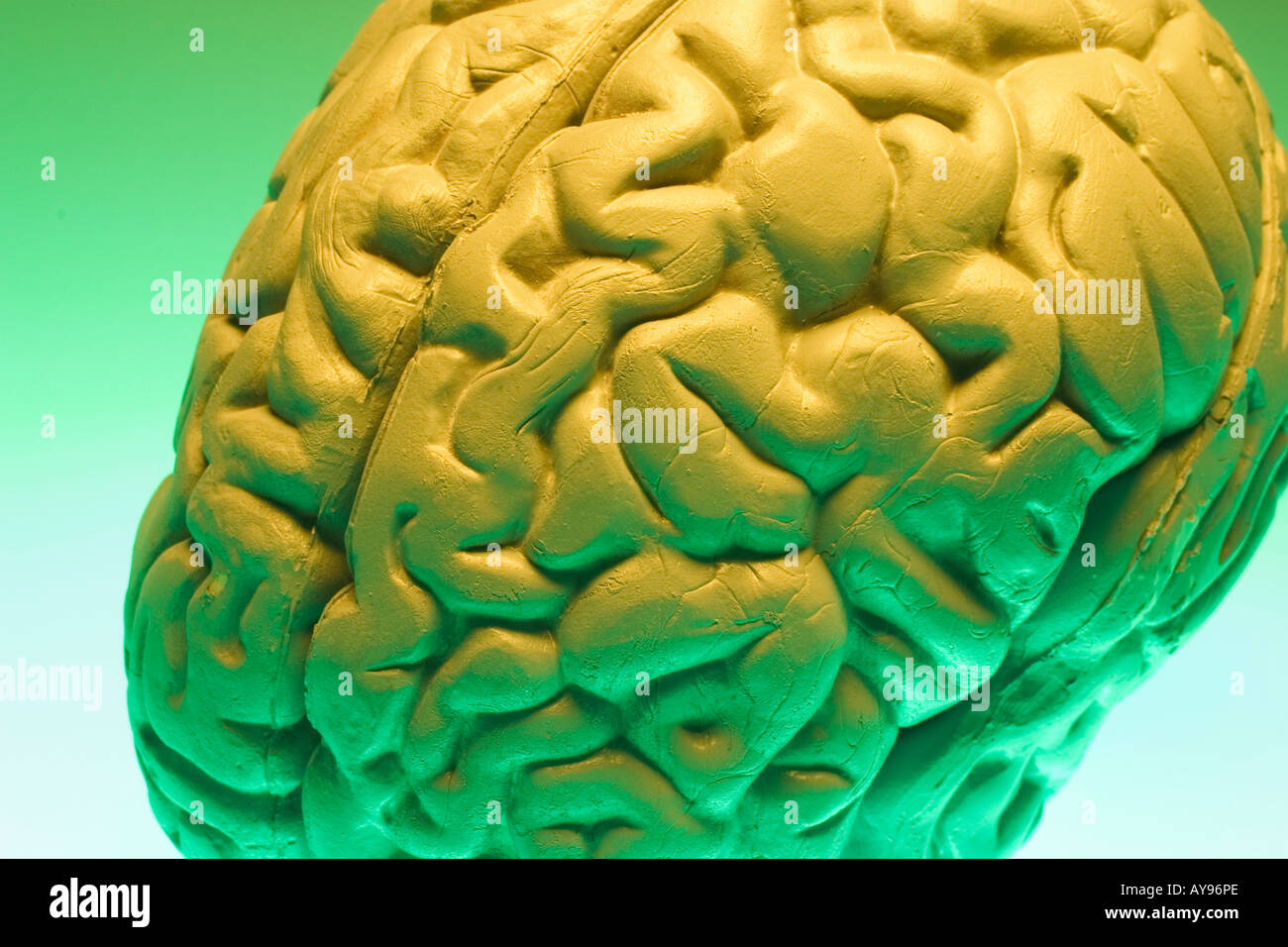 Anatomy Specimen of Human Brain Stock Photo