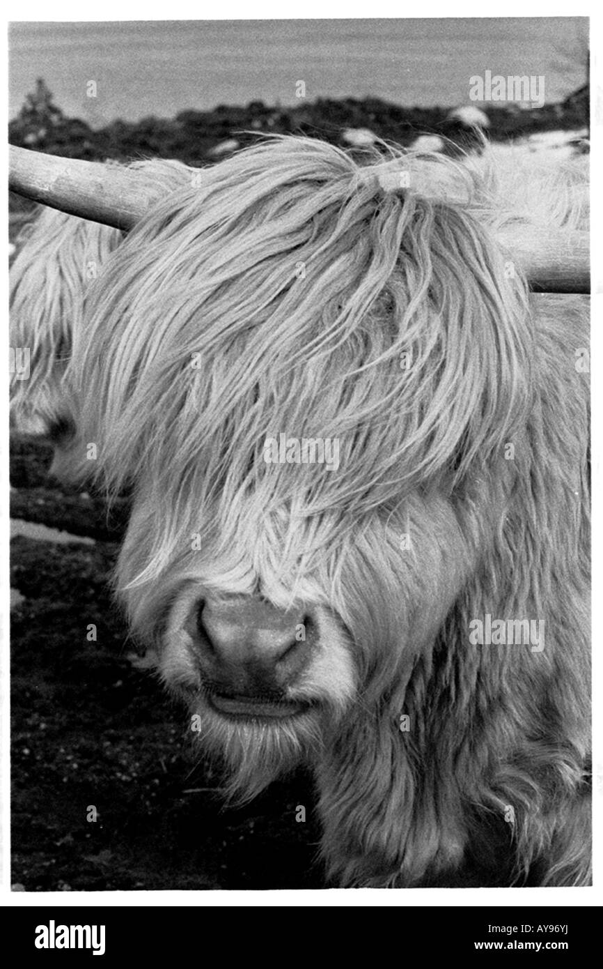 HIGHLAND COW WITH LONG HAIR COVERING FACE Stock Photo