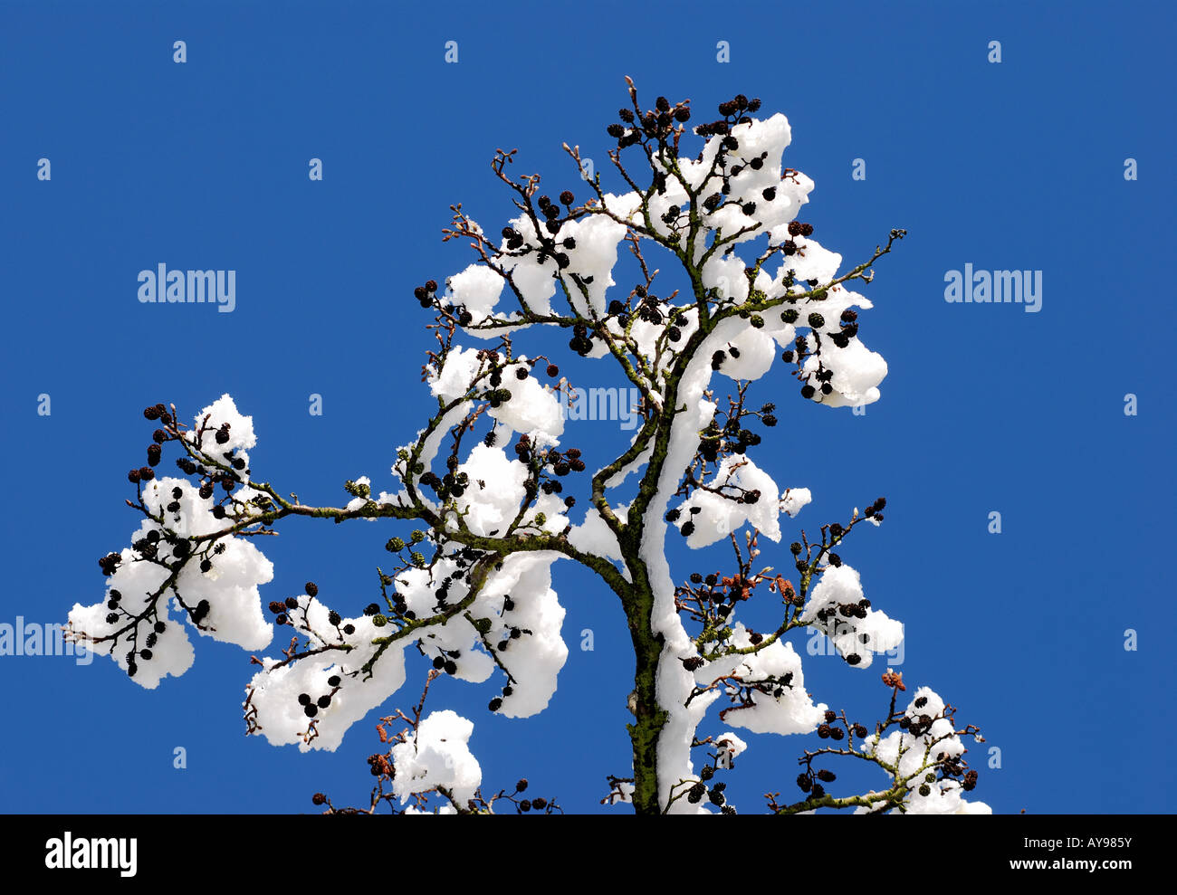 Snow on Alder tree branch, UK Stock Photo